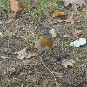 European Robin Erithacus rubecula in Sofia 19.9.13