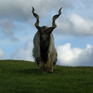 Markhor