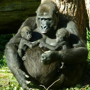 gorilla twins