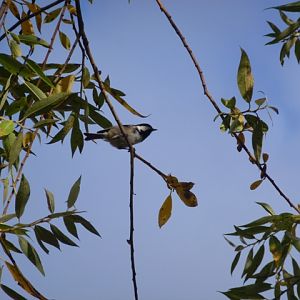 Great Tit Parus major in Koprivshtitsa 13.9.13