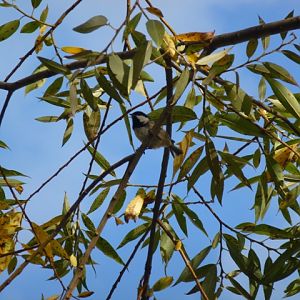 Great Tit Parus major in Koprivshtitsa 13.9.13