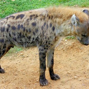 Spotted Hyaena; Colchester; 28th September 2013