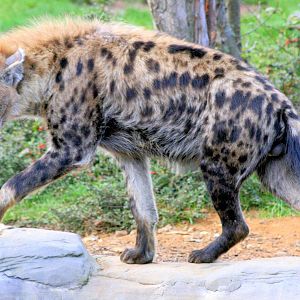 Spotted Hyaena; Colchester; 28th September 2013