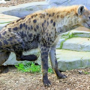 Spotted Hyaena; Colchester; 28th September 2013