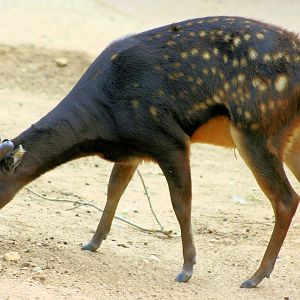 Prince Alfred's Deer; Colchester; 28th September 2013