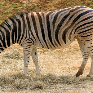 Plains Zebra; Colchester; 28th September 2013