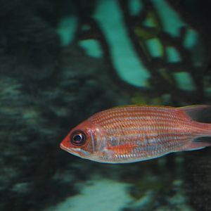 Squirrelfish
