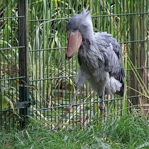 Shoebill