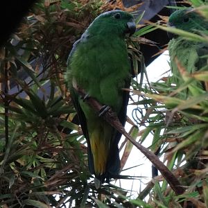 Buru raquet-tailed parrot