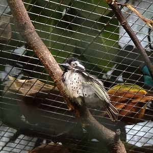Spot-flanked barbet