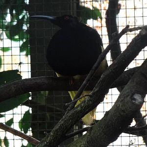 Twelve-wired bird-of-paradise