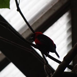 Masked crimson tanager