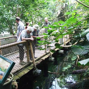 Rainforest House Walkway at Vienna, 14/06/13