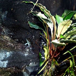 Bornean Rock Frog at Vienna, 14/06/13