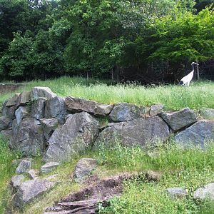 Crane and Serow Enclosure at Vienna, 14/06/13