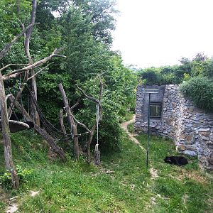 Spectacled Bear Enclosure at Vienna, 14/06/13