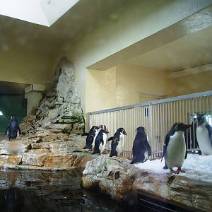 Penguin Enclosure at Vienna, 14/06/13