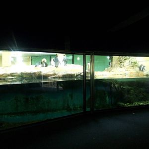 Penguin Enclosure at Vienna, 14/06/13