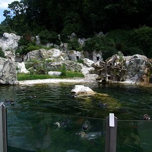 Humboldt Penguin Exhibit at Vienna, 14/06/13