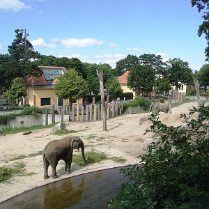Elephant Paddock at Vienna, 14/06/13