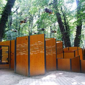 Honey Bee Display at Vienna, 14/06/13