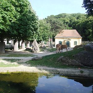 Common Eland Paddock at Vienna, 14/06/13