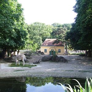 Burchell's (Damara) Zebra Paddock at Vienna, 14/06/13