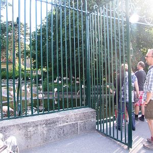 Greater Flamingo Viewing at Vienna, 14/06/13