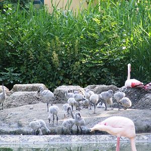 Greater Flamingo Chicks at Vienna, 14/06/13