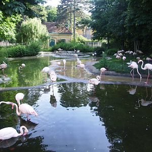 Greater Flamingo Paddock at Vienna, 14/06/13