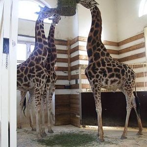 Rothschild's Giraffes at Vienna, 14/06/13