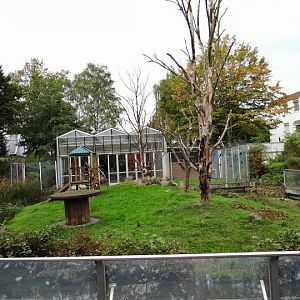 Paddock of Macaca nigra