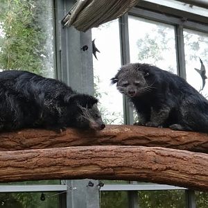Arctictis binturong