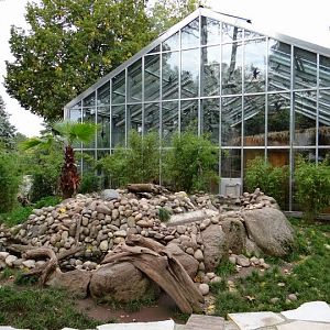 Paddock of Amblonyx cinereus