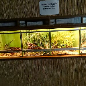 Terrariums of Caterpillars