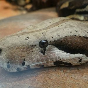 Boa constrictor