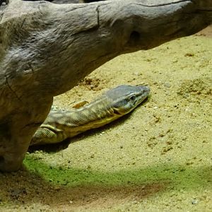Varanus acanthurus