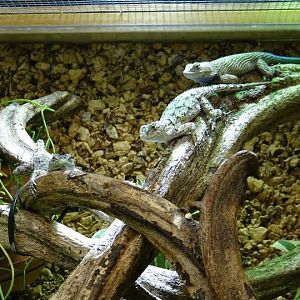 Sceloporus malachiticus