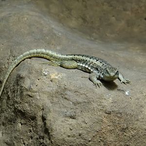 Leiocephalus schreibersi