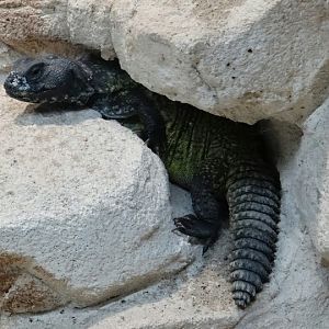 Uromastyx acanthinura