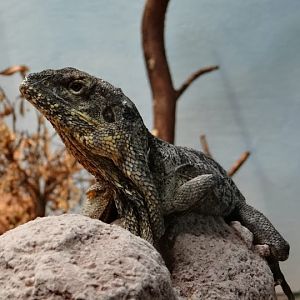 Chlamydosaurus kingii