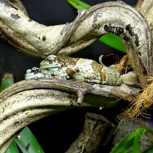 Phrynohyas resinifictrix