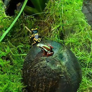 Epidebobates tricolor / Dendrobates leucomelas