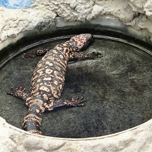 Heloderma suspectum