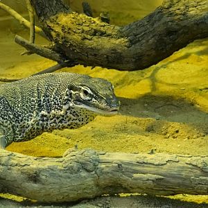 Varanus gouldii horni