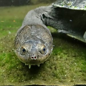 Chelodina siebenrocki