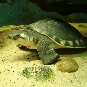 Carettochelis insculpta