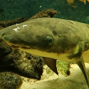 Neoceratodus forsteri