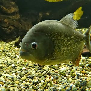 Serrasalmus natteriri