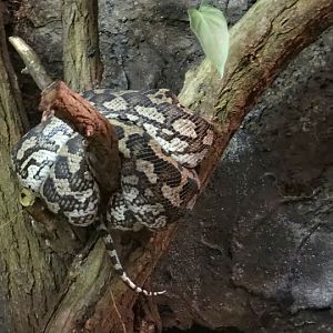 Morelia spilota variegata